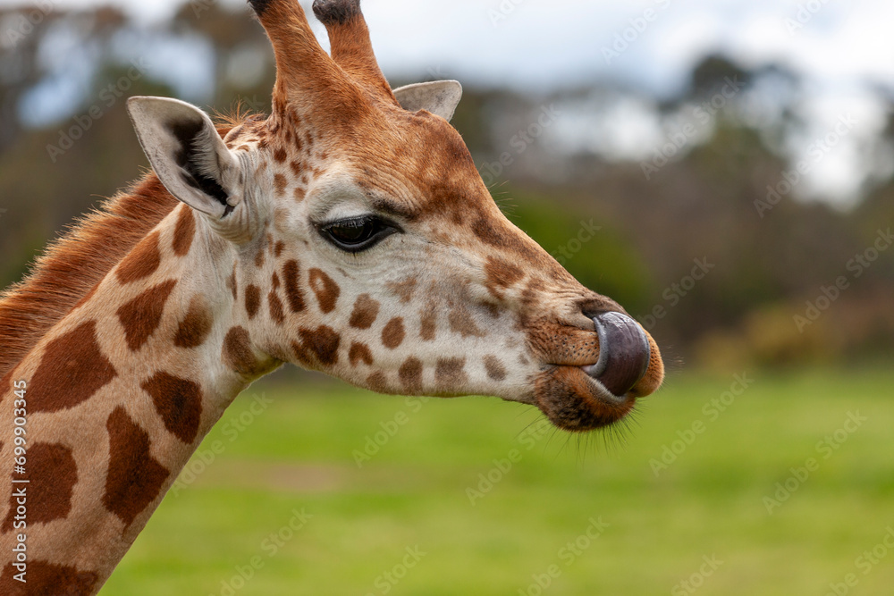 Northern giraffes at Werribee Open Range Zoo, Melbourne, Victoria, Australia Northern giraffes at Werribee Open Range Zoo, Melbourne, Victoria, Australia