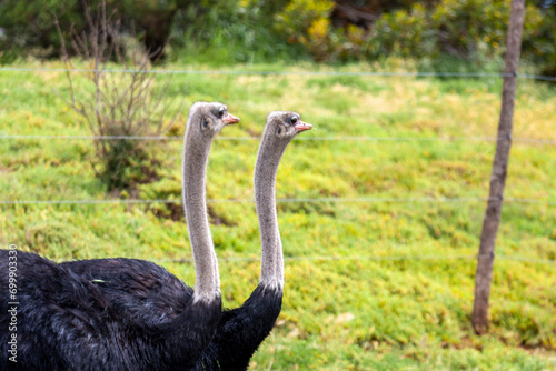 Two North African Ostriches at Werribee Open Range Zoo, Melbourne, Victoria, Australia 