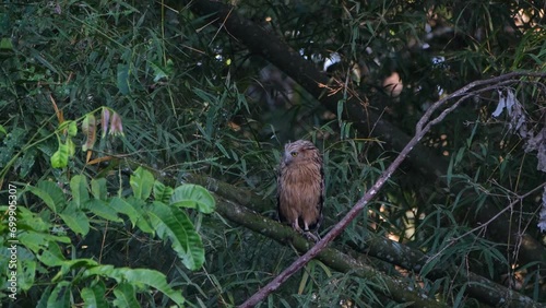 Perched on a bamboo then wipes its beak on its perch to look straight forward, Buffy Fish Owl Ketupa ketupu, Thailand photo