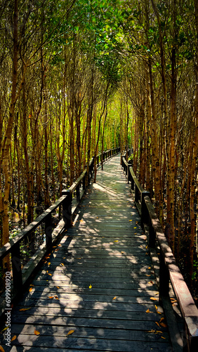 Walking bridge in mangrove forest park.