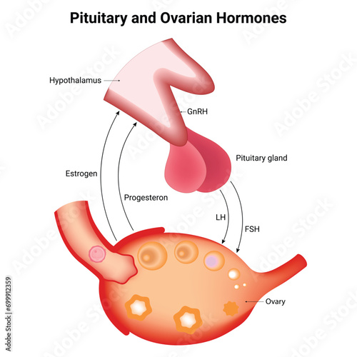 Pituitary and Ovarian Hormones Design Vector Illustration