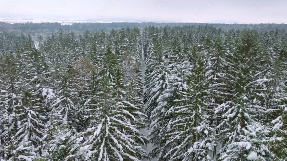 Aerial bird's eye view of snowy forest in winter. A slow flight between the tops of coniferous trees Aerial bird's eye view of snowy forest in winter. A slow flight between the tops of coniferous trees