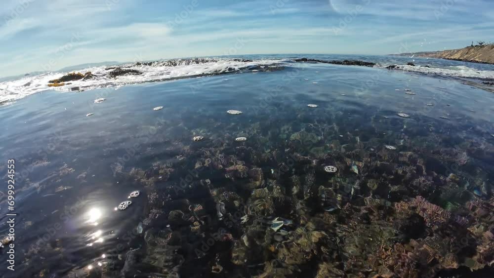 Dive Into Tide Pool with Purple Sea Urchin Underwater Pacific Ocean