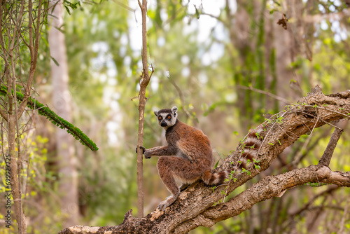 Africa, Madagascar, Anosy, Berenty Reserve. Ring-tailed lemur, Lemur catta. Portrait photo