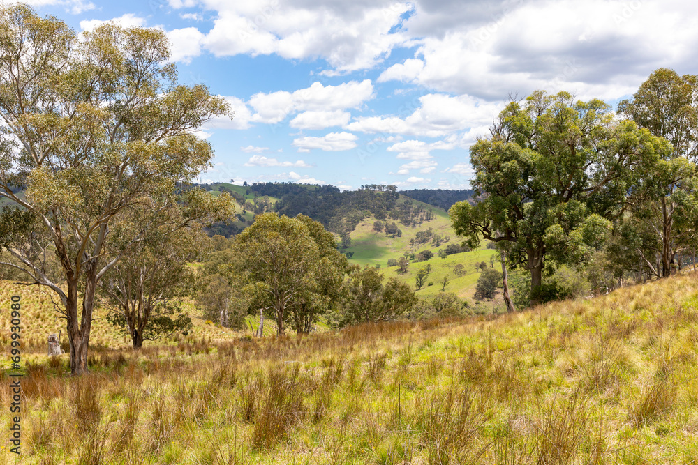 Australian bush landscape in New South Wales Australian bush landscape in New South Wales