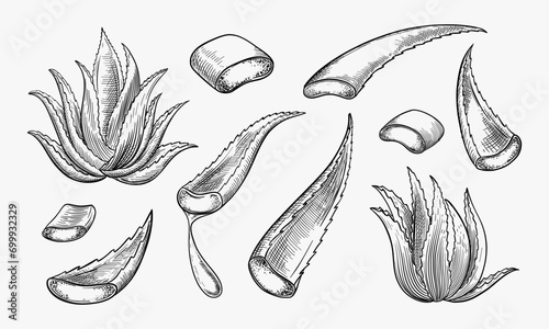 Aloe vera plant and sliced leaves, sketch vector illustration. Natural herbal medicine or cosmetics ingredient. Hand drawn isolated design elements photo