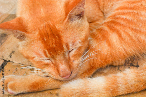 Close up of Persian cat "Felis catus" with orange color sleeping in the sun, pet
