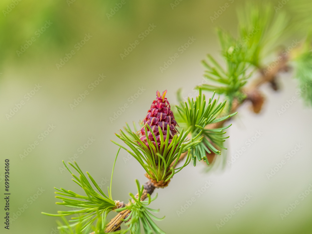 Larch tree fresh pink cones blossom at spring on nature background Larch tree fresh pink cones blossom at spring on nature background