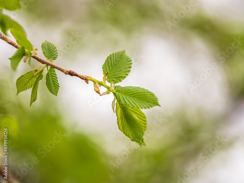 Ulmus minor or Elm tree in the suny day in spring. Elm is a deciduous and semi-deciduous tree comprising the flowering plant. photo