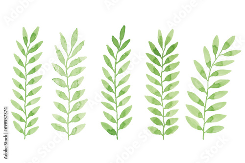 Assortment of watercolor leaves illustration set - green leaf branches collection for wedding  greetings  stationary  wallpapers  fashion  background. olive  green leaves  Eucalyptus etc