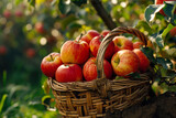 Freshly Picked Apples in Wicker Basket.