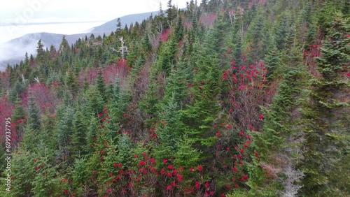 Mount Washington Forest In Fall Season. Coos County New Hampshire, USA. aerial photo