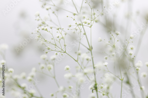 白背景の白いカスミソウの花