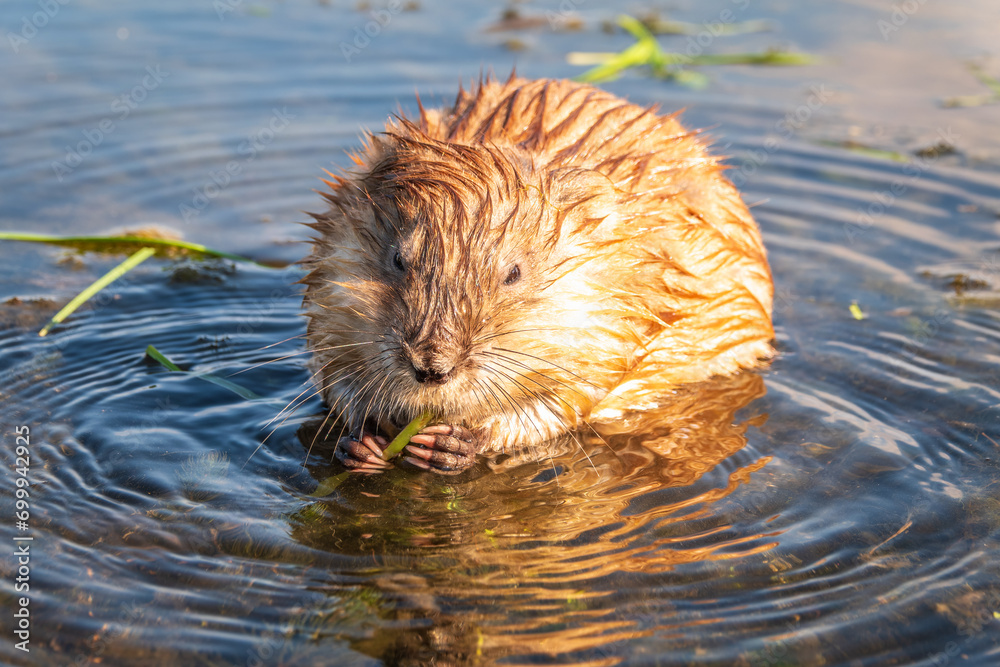 Portrait of a muskrat, ondatra zibethicus, rodent found in wetlands Portrait of a muskrat, ondatra zibethicus, rodent found in wetlands