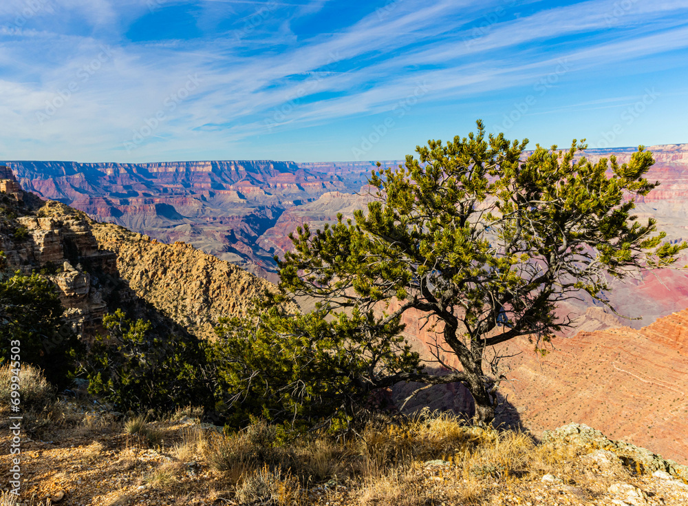 Pinyon Pine Tree Overlooking The Inner Canyon From Navajo Point, Grand ...