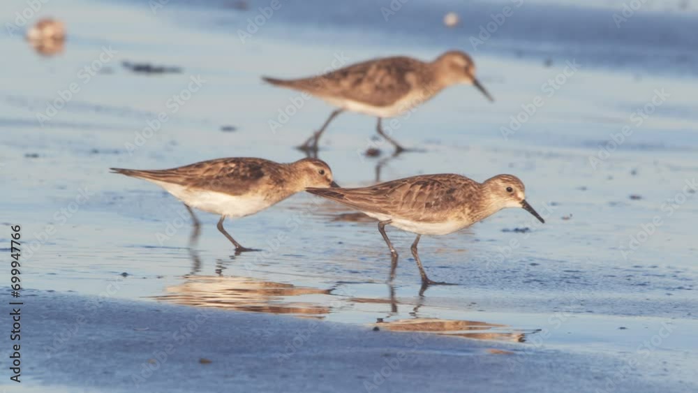 Small Flock of Sanderlings feeding for crustations on the beach at puerto madryn Argentina Small Flock of Sanderlings feeding for crustations on the beach at puerto madryn Argentina