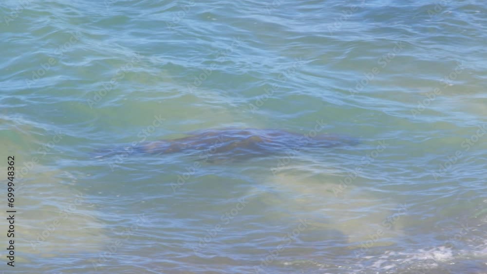 Single Sea Lion Diving and surfacing in the ocean , Slow motion Marine Mammal puerto valdes Single Sea Lion Diving and surfacing in the ocean , Slow motion Marine Mammal puerto valdes