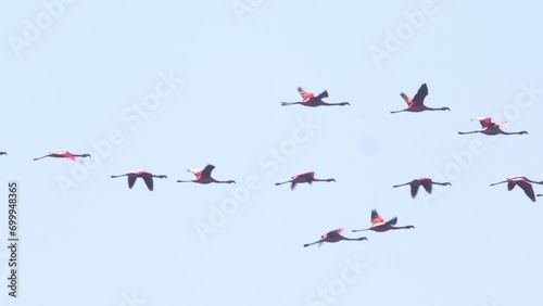 Following a flock if Chilean Flamingoes flying in a formation against the clear blue sky at  puerto madryn photo