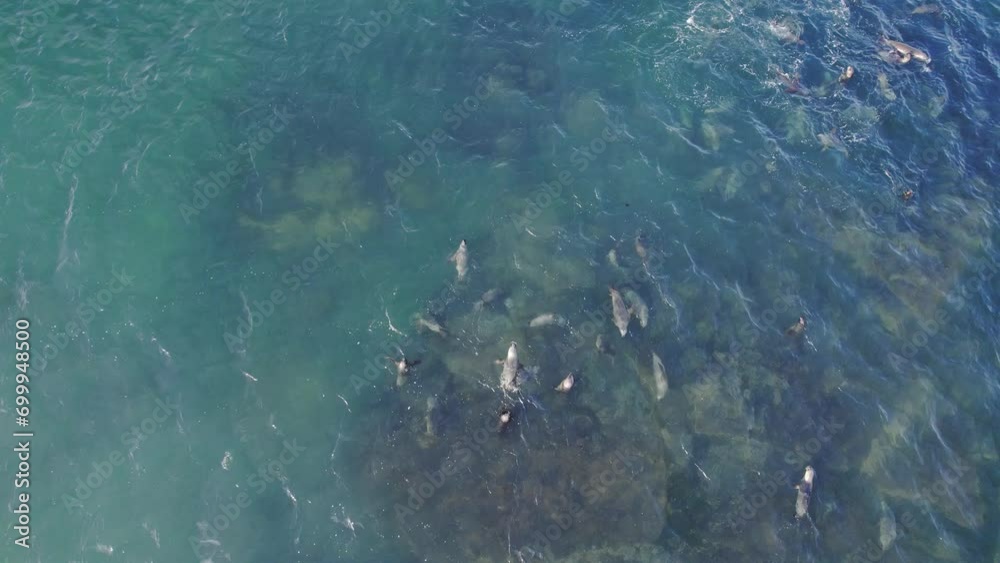 Raft of Sea lions playfully swimming in shallow waters , Cinematic dolly in drone shot at Bahia bustamante Raft of Sea lions playfully swimming in shallow waters , Cinematic dolly in drone shot at Bahia bustamante