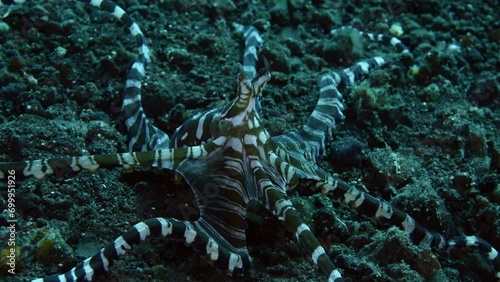 An amazing Wunderpus octopus - Wunderpus photogenicus is showing its beauty. Sea life of Tulamben, Bali, Indonesia. 4k slow motion. photo