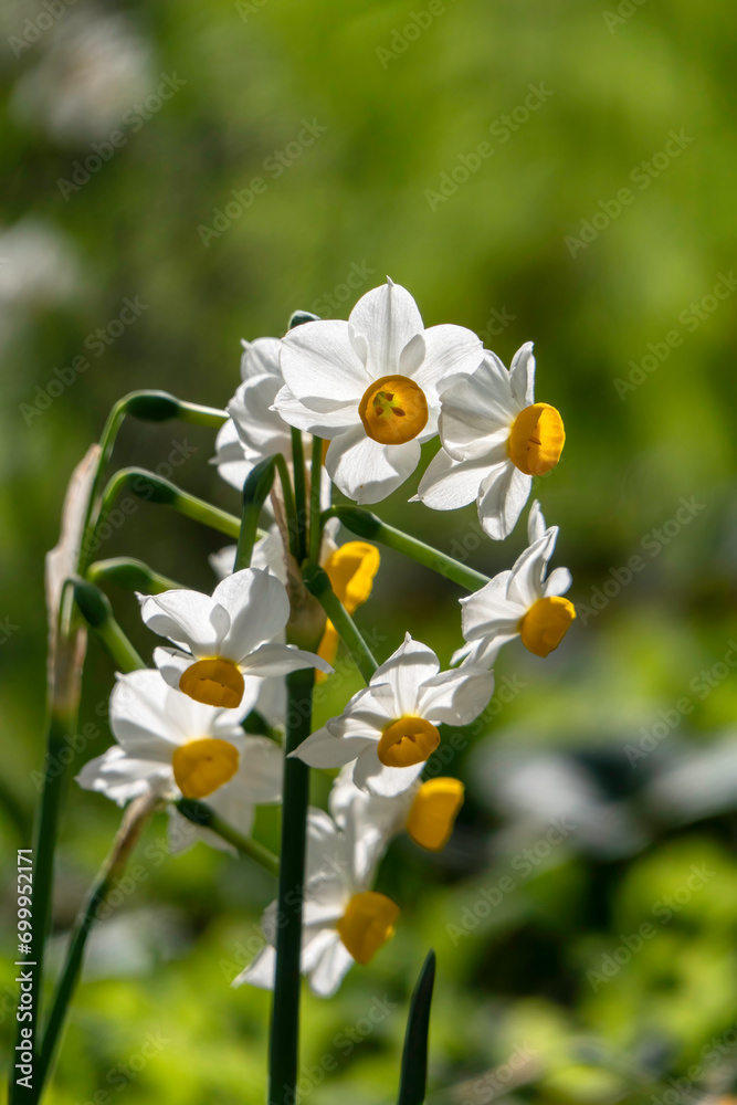 Spring flowering of forest wild daffodils. White and yellow Narcissus tazetta flowers Spring flowering of forest wild daffodils. White and yellow Narcissus tazetta flowers