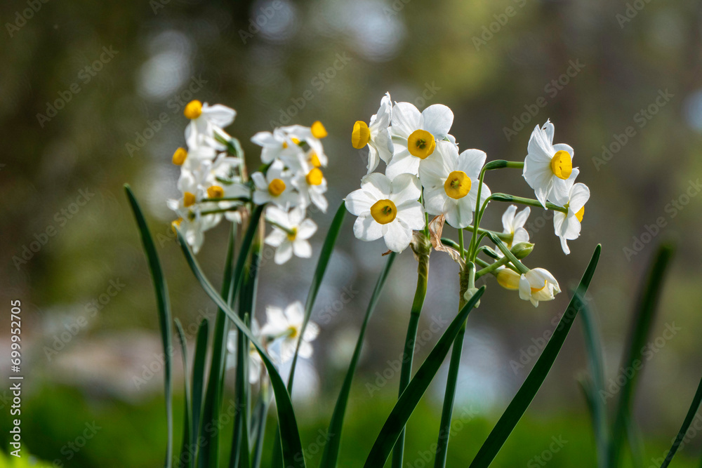 Spring flowering of forest wild daffodils. White and yellow Narcissus tazetta flowers Spring flowering of forest wild daffodils. White and yellow Narcissus tazetta flowers