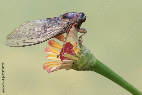 An evening cicada is looking for food in the flowers of plants that grow wild. This insect has the scientific name Tanna japonensis. photo