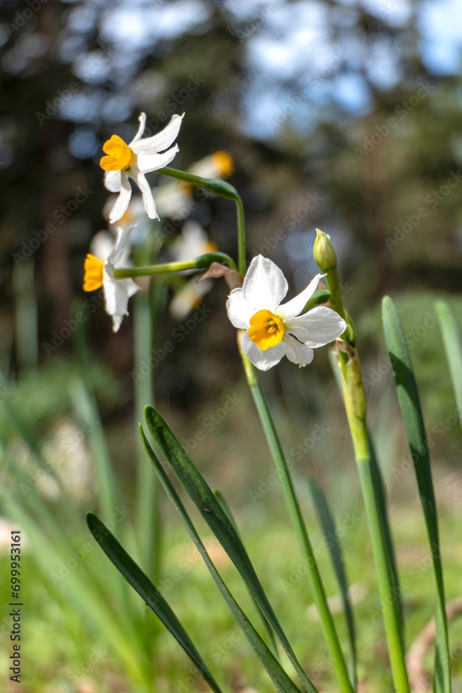 Spring flowering of forest wild daffodils. White and yellow Narcissus tazetta flowers Spring flowering of forest wild daffodils. White and yellow Narcissus tazetta flowers