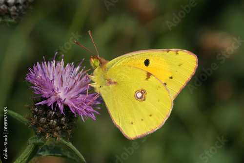 Closeup on the Clouded Yellow, Colias croceus, butterfly with closed wings on a purple knapweed flower © Henk