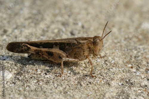 Closeup on a Broad Green-winged Grasshopper , Aiolopus strepens sitting on a stone