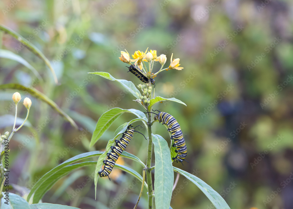 WHERE DO MILKWEED CATERPILLARS DISAPPEAR TO PLANTS SEASONS GREEN visual data 8