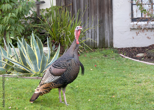 Obraz na plátně Close up on a wild turkey walking through a residential neighborhood, standing on lawn in front of home