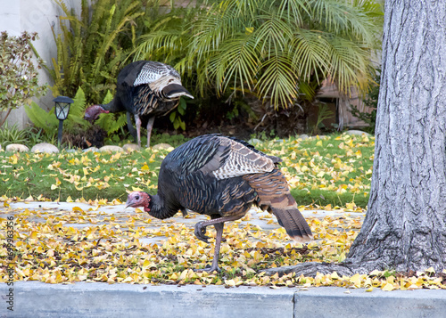 Wild turkeys walking through a residential neighborhood, sidewalk between turkeys. photo