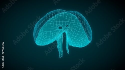 Human Diaphragm wireframe mode 3D illustration