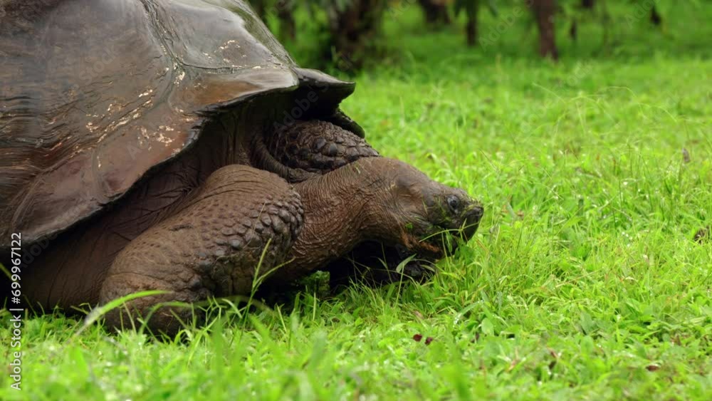 A wild western Santa Cruz tortoise (Chelonoidis niger porteri) eats