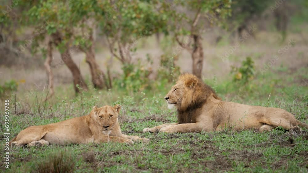 Lion ad Lioness resting in Zimbabwe savanna 02 Lion ad Lioness resting in Zimbabwe savanna 02