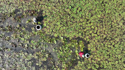 Farmers are picking water chestnuts from ponds photo