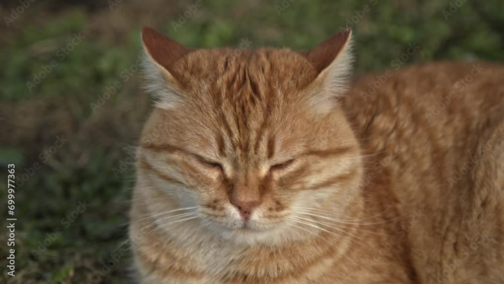 yellow orange cat looking around and playing slow motion 4k UHD yellow orange cat looking around and playing slow motion 4k UHD