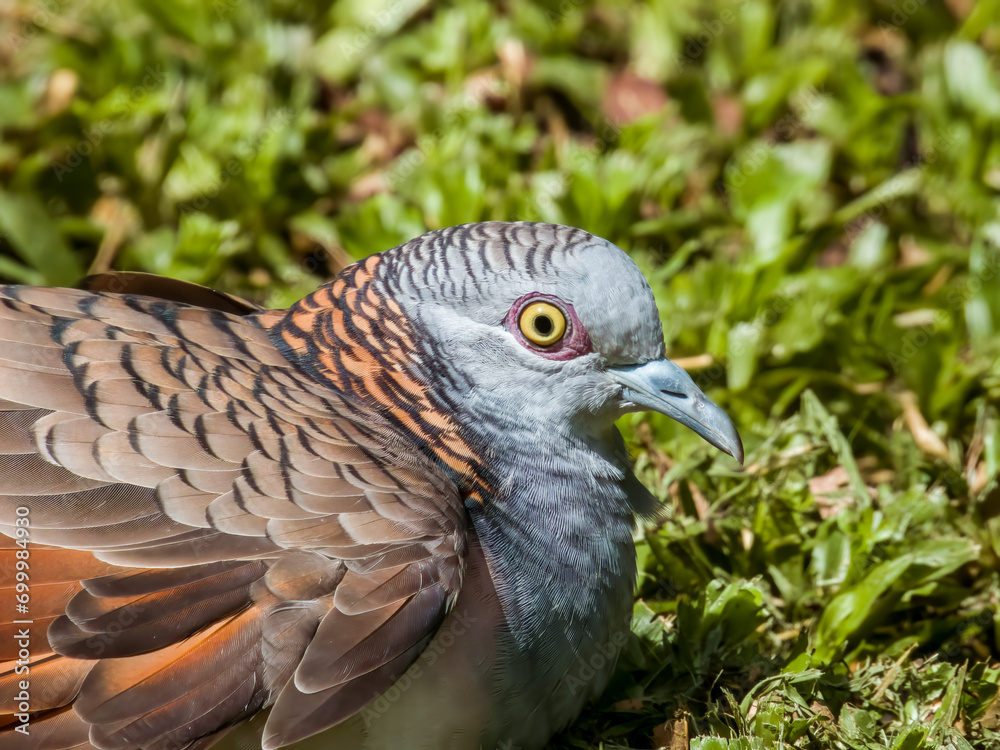 Bar-shouldered Dove in Queensland Australia Bar-shouldered Dove in Queensland Australia