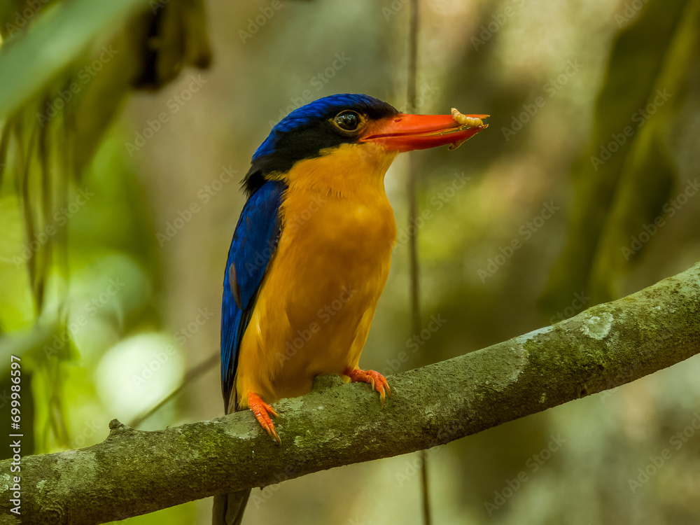 Obraz premium Buff-breasted Paradise Kingfisher in Queensland Australia