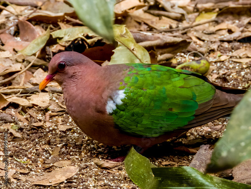 Emerald Dove in Queensland Australia photo