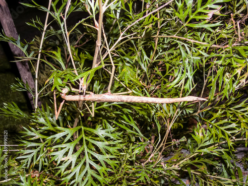 Giant Stick Insect in Queensland Australia photo