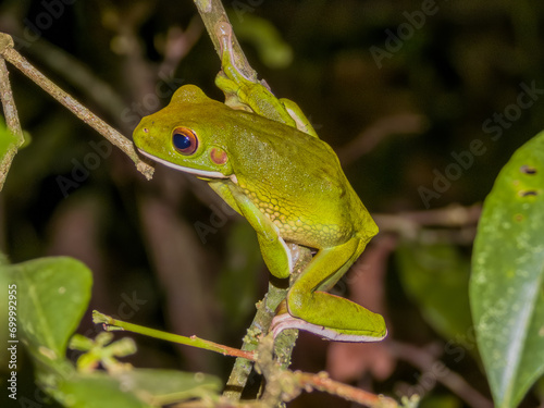White-lipped Green Tree Frog in Queensland Australia