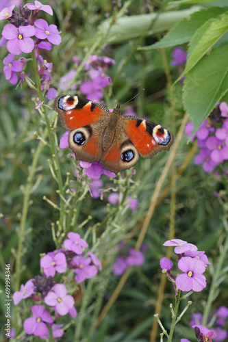 Vertical closeup on a Peacock butterfly, Inachis io sitting on a purple wallflower in the garden