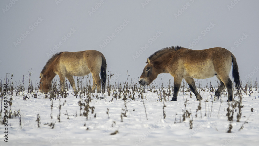 Naklejka premium Przewalski's horse ( Equus ferus przewalskii ), also called the takhi, also found a home in the locality of Dívčí hrady in Prague, Czech Republic.