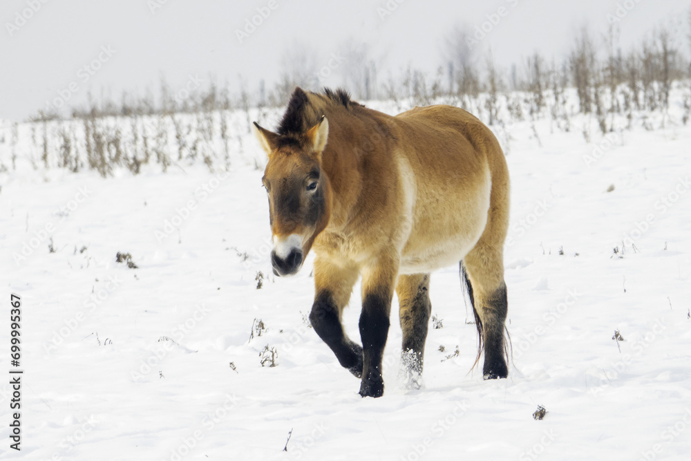 Obraz premium Przewalski's horse ( Equus ferus przewalskii ), also called the takhi, also found a home in the locality of Dívčí hrady in Prague, Czech Republic.