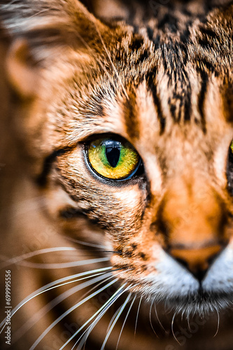 Mirada salvaje domestica