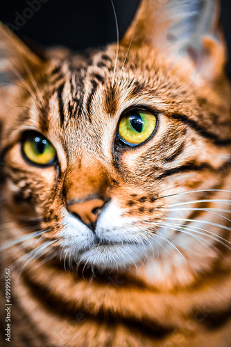 Mirada enamorada Bengali 