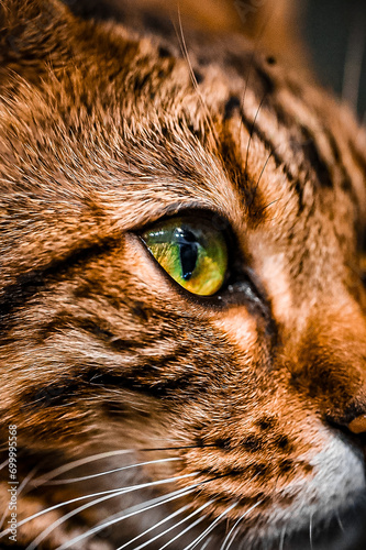 Mirada verdoza Bengali