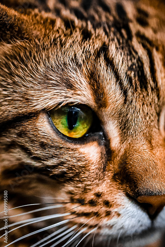 Gata Bengali Miarda profunda 